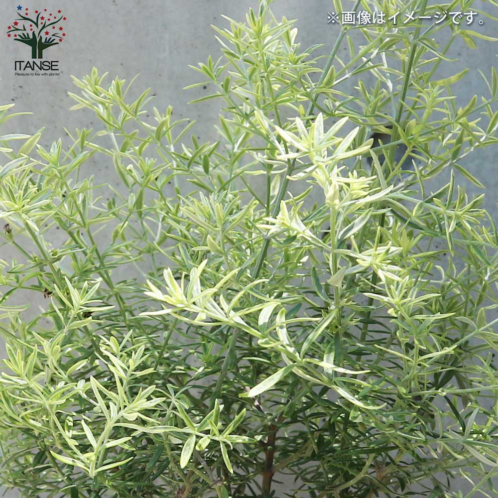 ウエストリンギア モーニングライト【花苗 2.5号ポット】｜ 【植物の