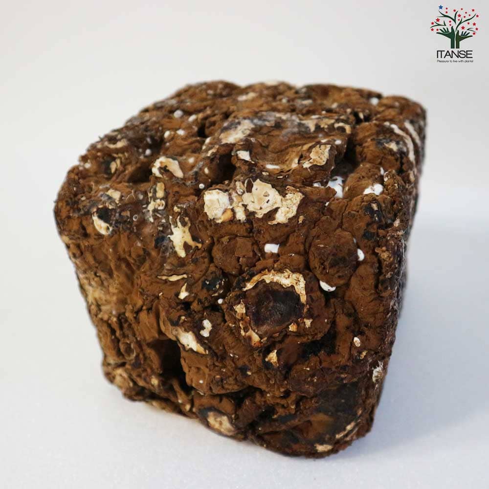 おうちできのこ狩り! 「極旨しいたけ栽培キット&栽培容器付」