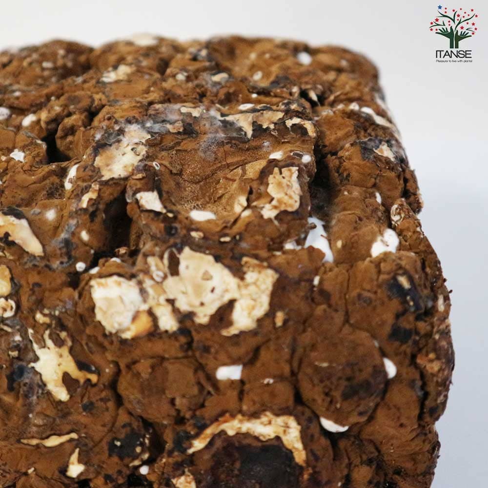 おうちできのこ狩り! 「極旨しいたけ栽培キット&栽培容器付」