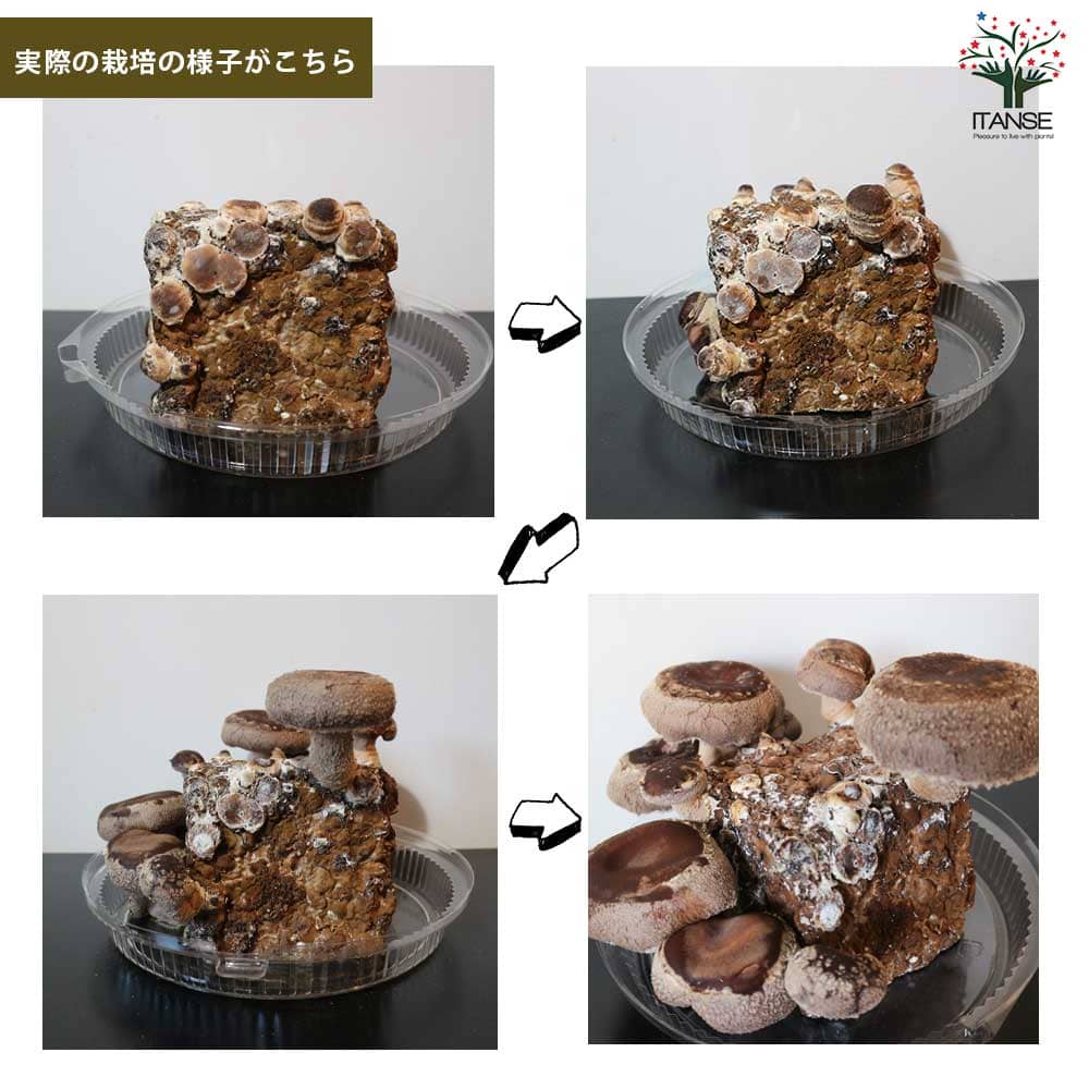 おうちできのこ狩り! 「極旨しいたけ栽培キット&栽培容器付」