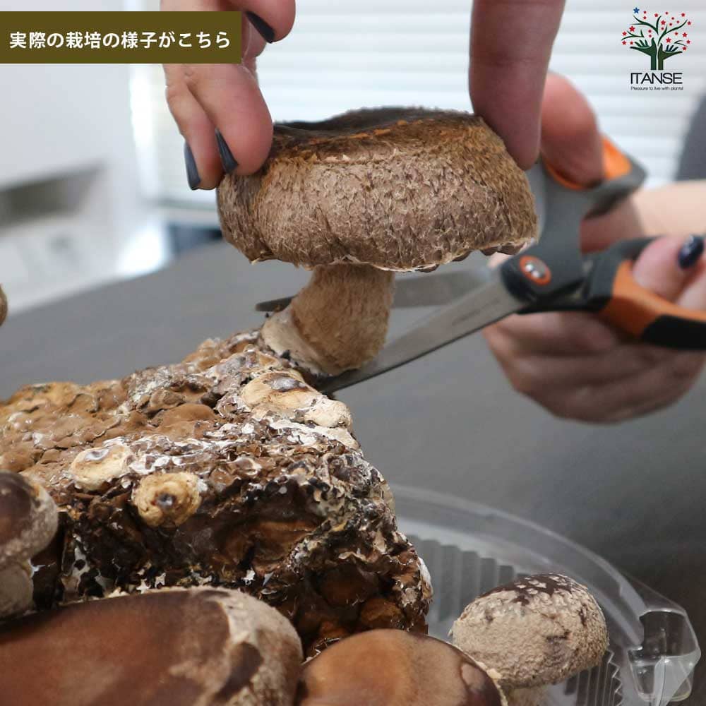 おうちできのこ狩り! 「極旨しいたけ栽培キット&栽培容器付」