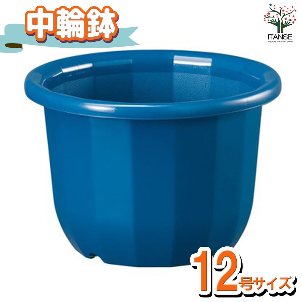 中輪鉢 色:ブルー【資材 12号】