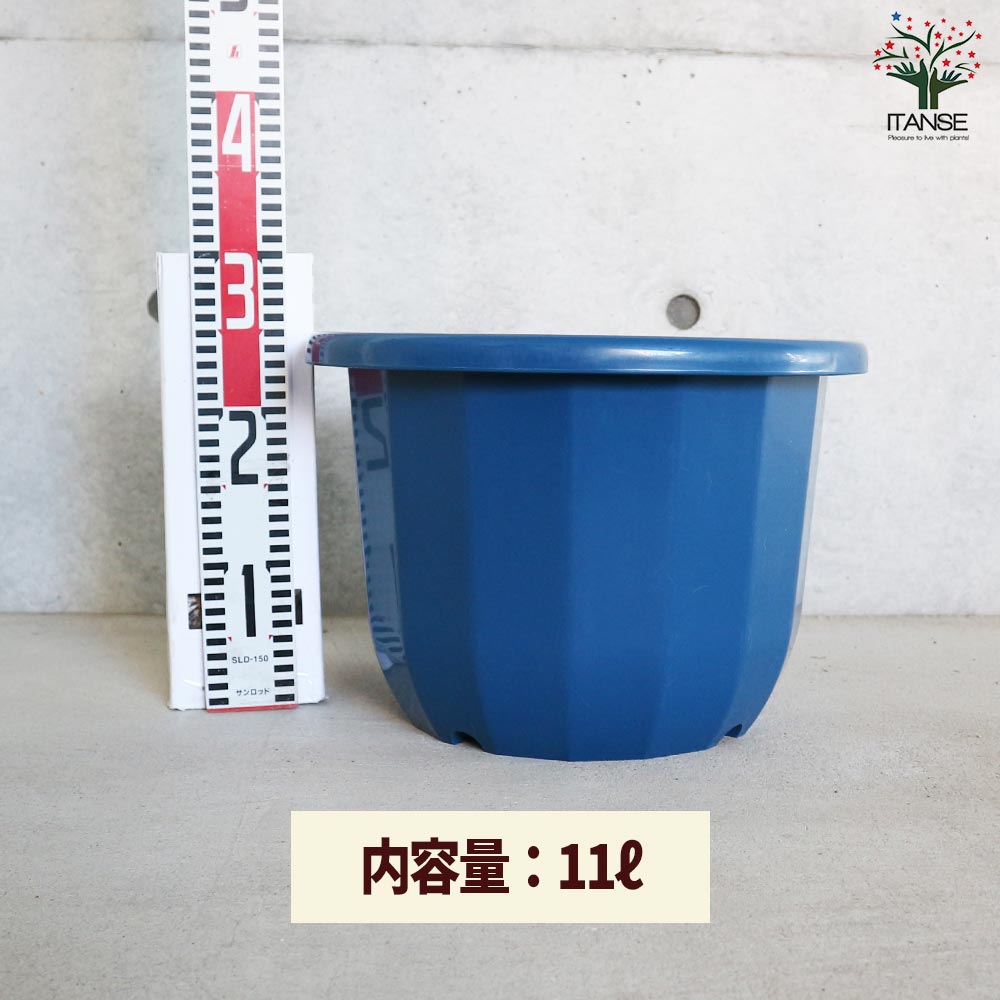 中輪鉢 色:ブルー【資材 12号】