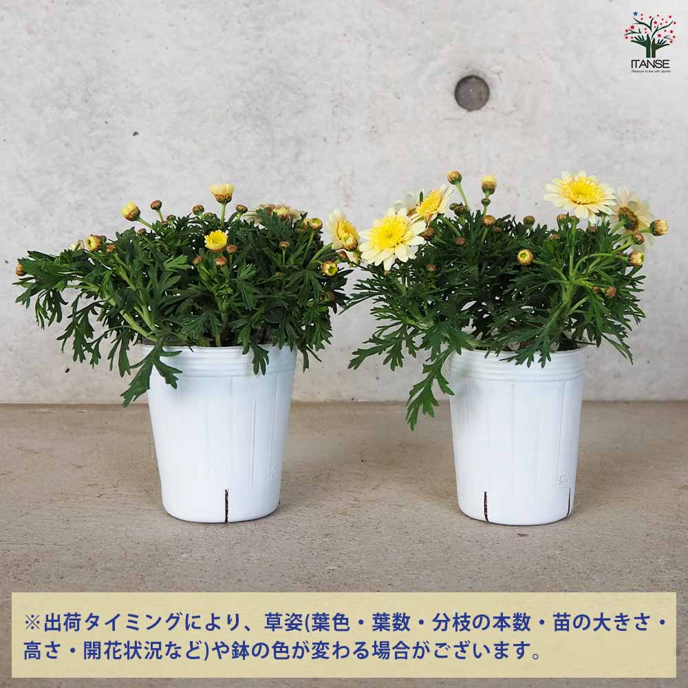 マーガレット ぽぽたん イエロー 【花苗 3号ポット】｜ 【植物の