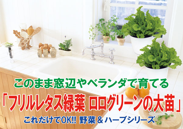 ”フリルレタス緑葉 ロログリーンの大苗”繰り返し何回も収穫可能!【野菜苗15cm硬質ポット大苗1個／肥料付き】