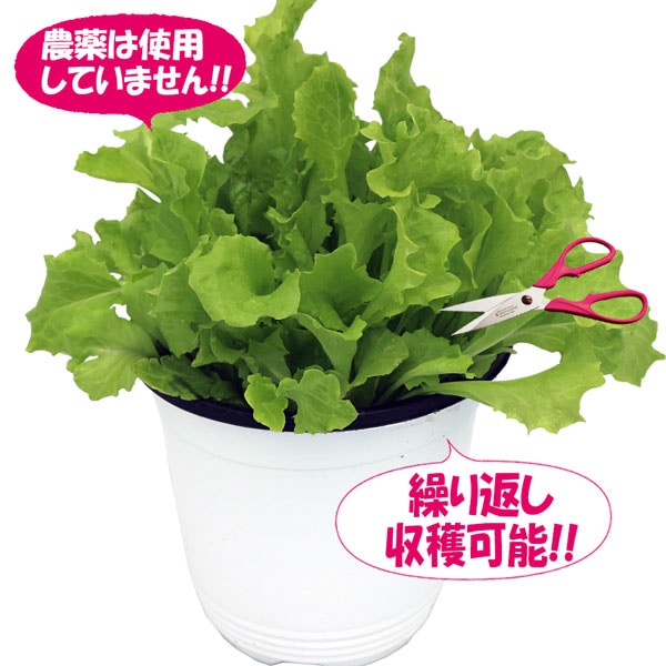 ”フリルレタス緑葉 ロログリーンの大苗”繰り返し何回も収穫可能!【野菜苗15cm硬質ポット大苗1個／肥料付き】