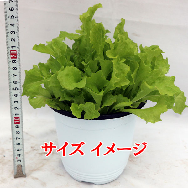 ”フリルレタス緑葉 ロログリーンの大苗”繰り返し何回も収穫可能!【野菜苗15cm硬質ポット大苗1個／肥料付き】
