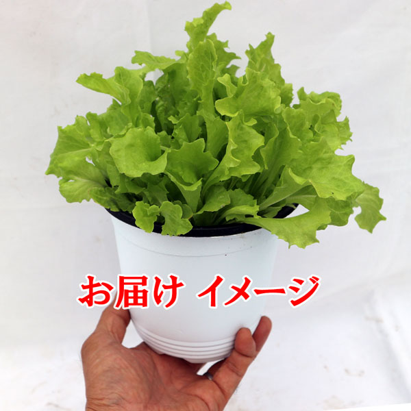 ”フリルレタス緑葉 ロログリーンの大苗”繰り返し何回も収穫可能!【野菜苗15cm硬質ポット大苗1個／肥料付き】