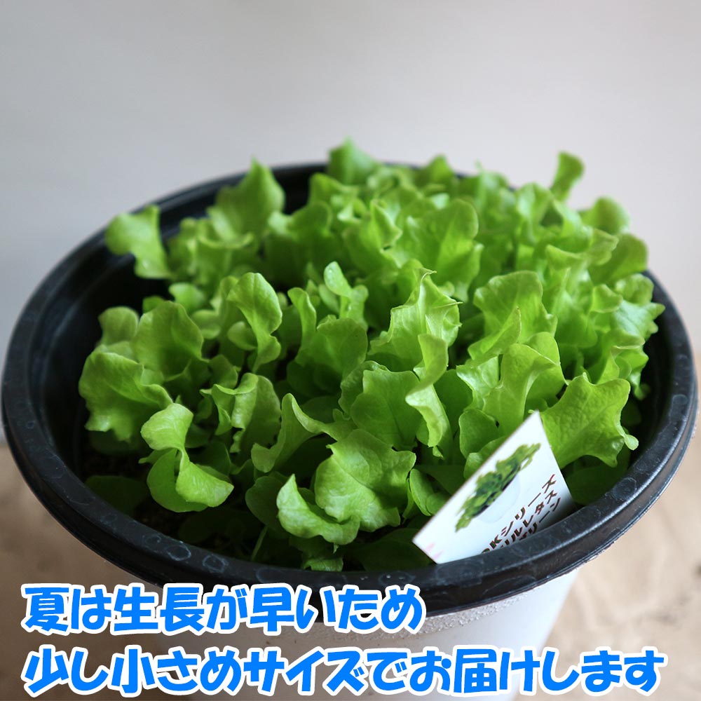 ”フリルレタス緑葉 ロログリーンの大苗”繰り返し何回も収穫可能!【野菜苗15cm硬質ポット大苗1個／肥料付き】