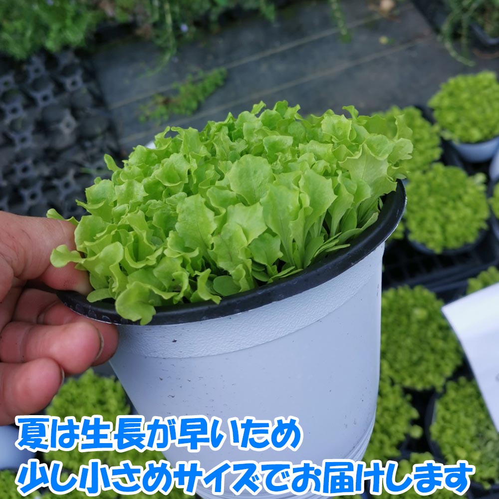 ”フリルレタス緑葉 ロログリーンの大苗”繰り返し何回も収穫可能!【野菜苗15cm硬質ポット大苗1個／肥料付き】