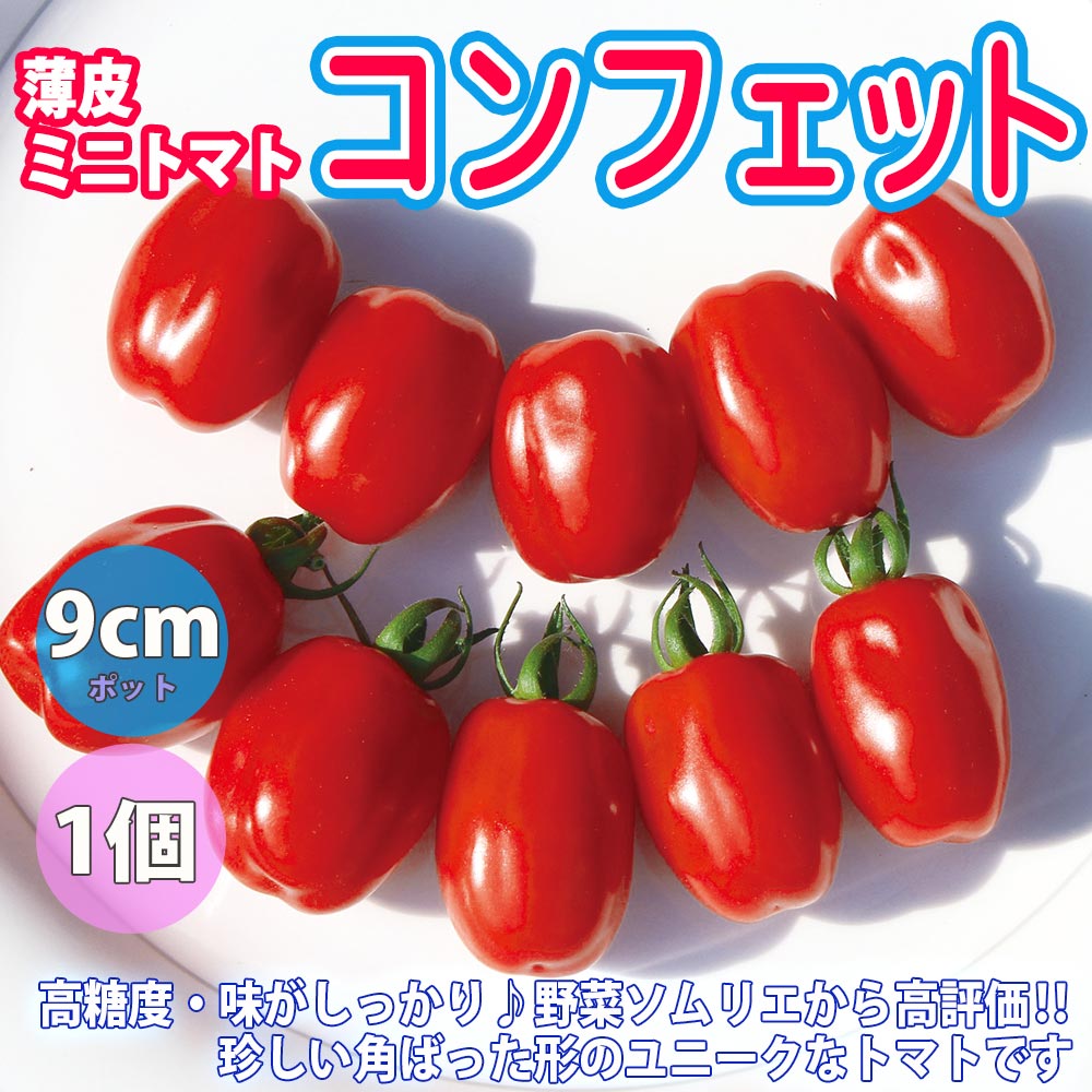 人気＆オススメトマト苗8品種セット 品種：すずなりトマト・スナックサンマルツァーノ・らくらく大玉トマト・コンフェット・中玉フルーツトマト・レオン・ドルチェイエロー・ブラックチェリートマトリッチ【野菜苗 9cmポット自根苗 各1個/計8個】