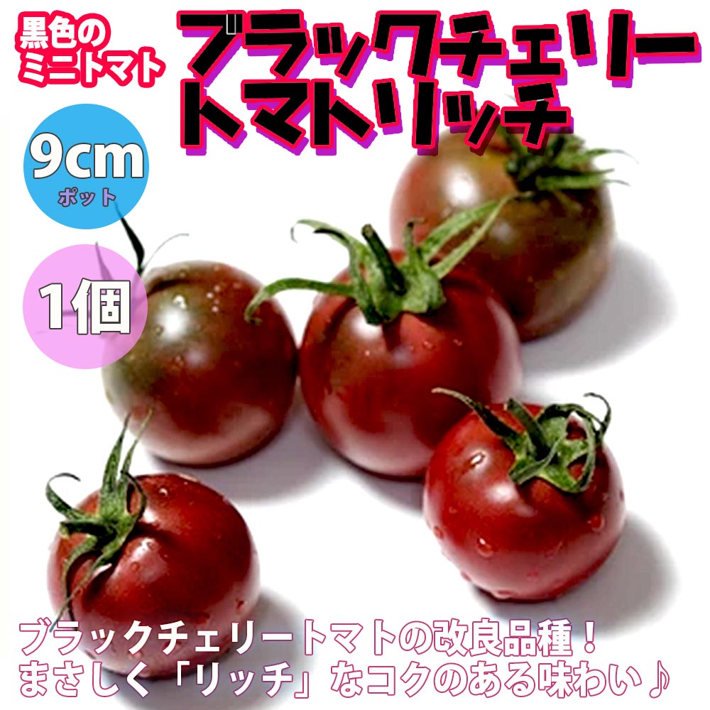 人気＆オススメトマト苗8品種セット 品種：すずなりトマト・スナックサンマルツァーノ・らくらく大玉トマト・コンフェット・中玉フルーツトマト・レオン・ドルチェイエロー・ブラックチェリートマトリッチ【野菜苗 9cmポット自根苗 各1個/計8個】