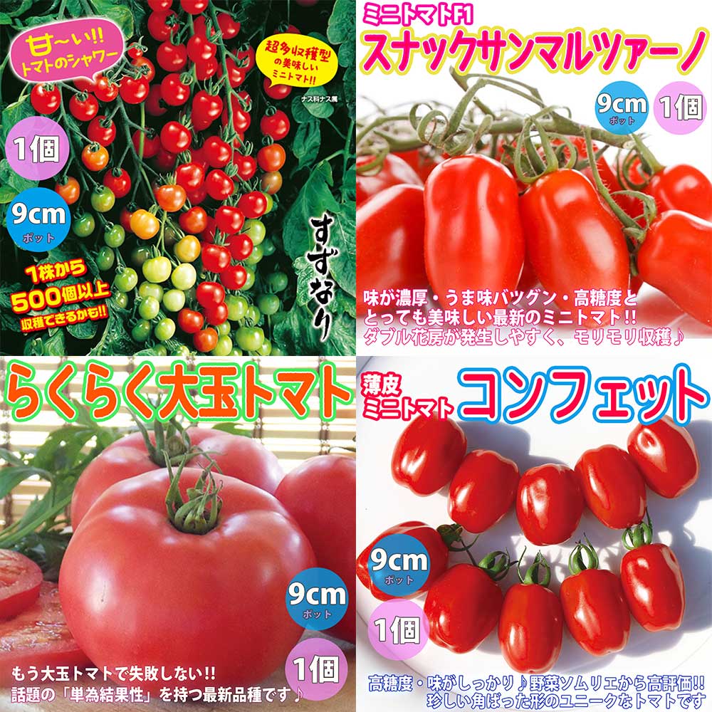 人気＆オススメトマト苗8品種セット 品種：すずなりトマト・スナックサンマルツァーノ・らくらく大玉トマト・コンフェット・中玉フルーツトマト・レオン・ドルチェイエロー・ブラックチェリートマトリッチ【野菜苗 9cmポット自根苗 各1個/計8個】