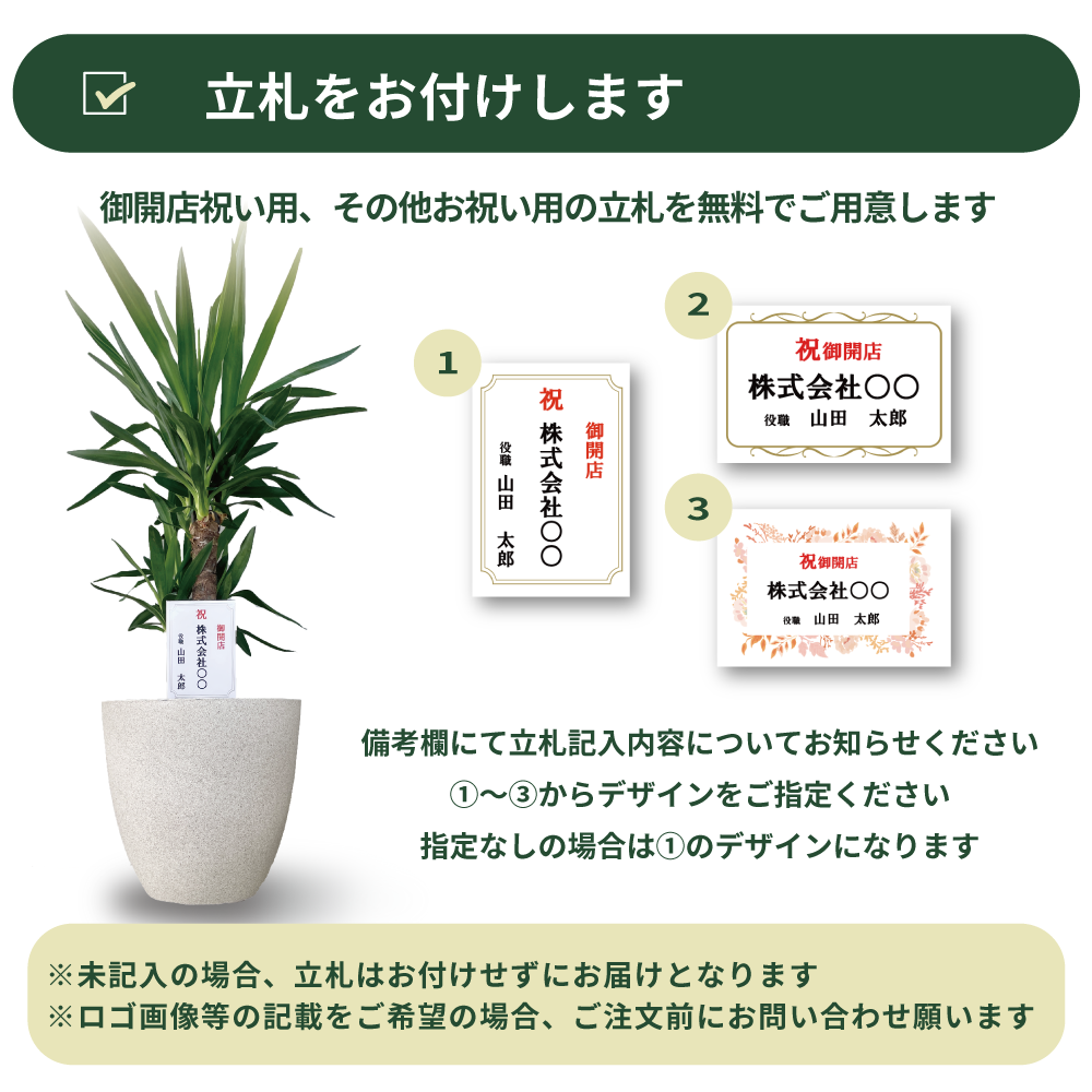 ストレリチア・オーガスタ【大型 観葉植物 8号鉢／Lサイズ1個】