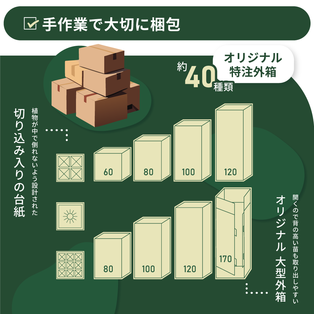 ストレリチア・オーガスタ【大型 観葉植物 8号鉢／Lサイズ1個】