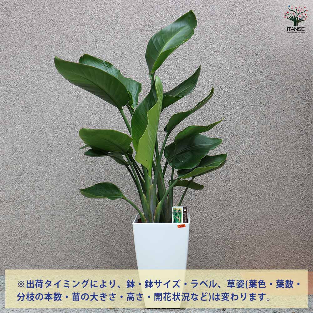 ストレリチア・オーガスタ【大型 観葉植物 8号鉢／Lサイズ1個】
