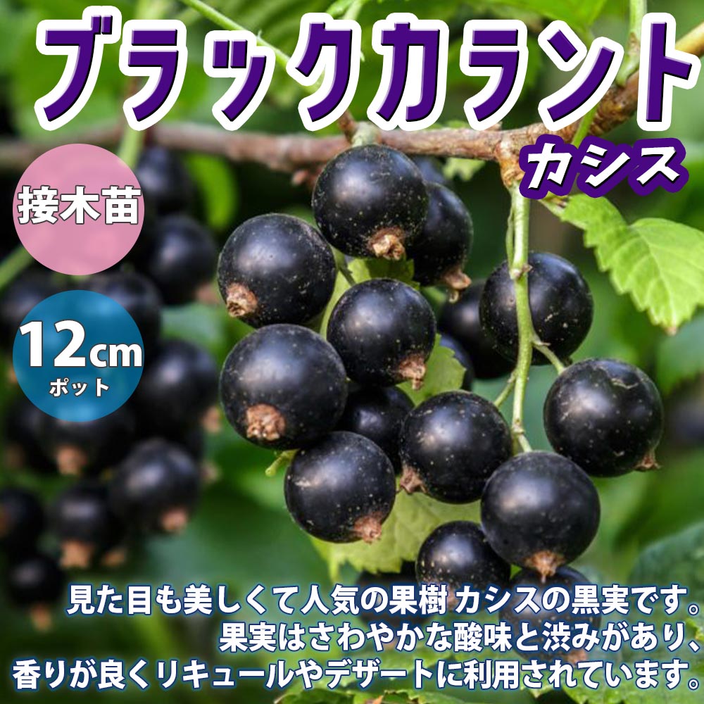 カシスの苗木 ブラックカーラント【果樹苗 2年生 挿木苗12cmポット／1