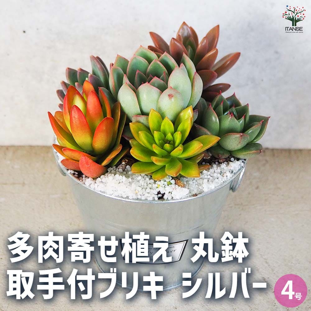 多肉寄せ植え 丸鉢取手付ブリキ シルバー 【多肉植物 4号／1個売り】