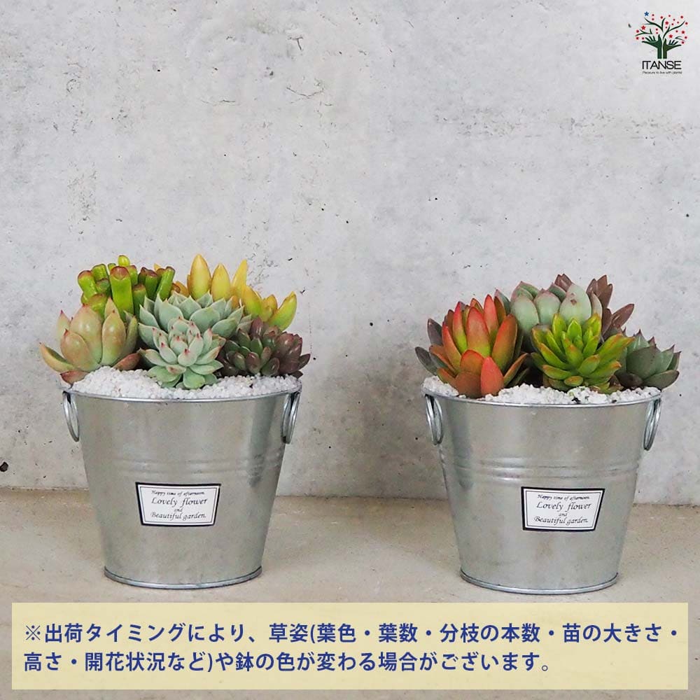 多肉寄せ植え 丸鉢取手付ブリキ シルバー 【多肉植物 4号／1個売り】