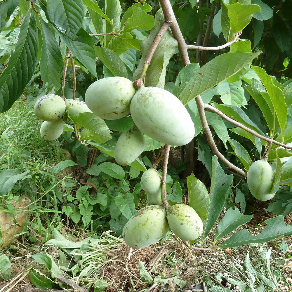 即日出荷可 1つ 大特価 ポポー 苗 幻のマンゴー 珍しい苗木 3722dbad 販売する店舗 Pn Batam Go Id 即日出荷可 1つ 大特価 ポポー 苗 幻のマンゴー 珍しい苗木 3722dbad 販売する店舗 Pn Batam Go Id