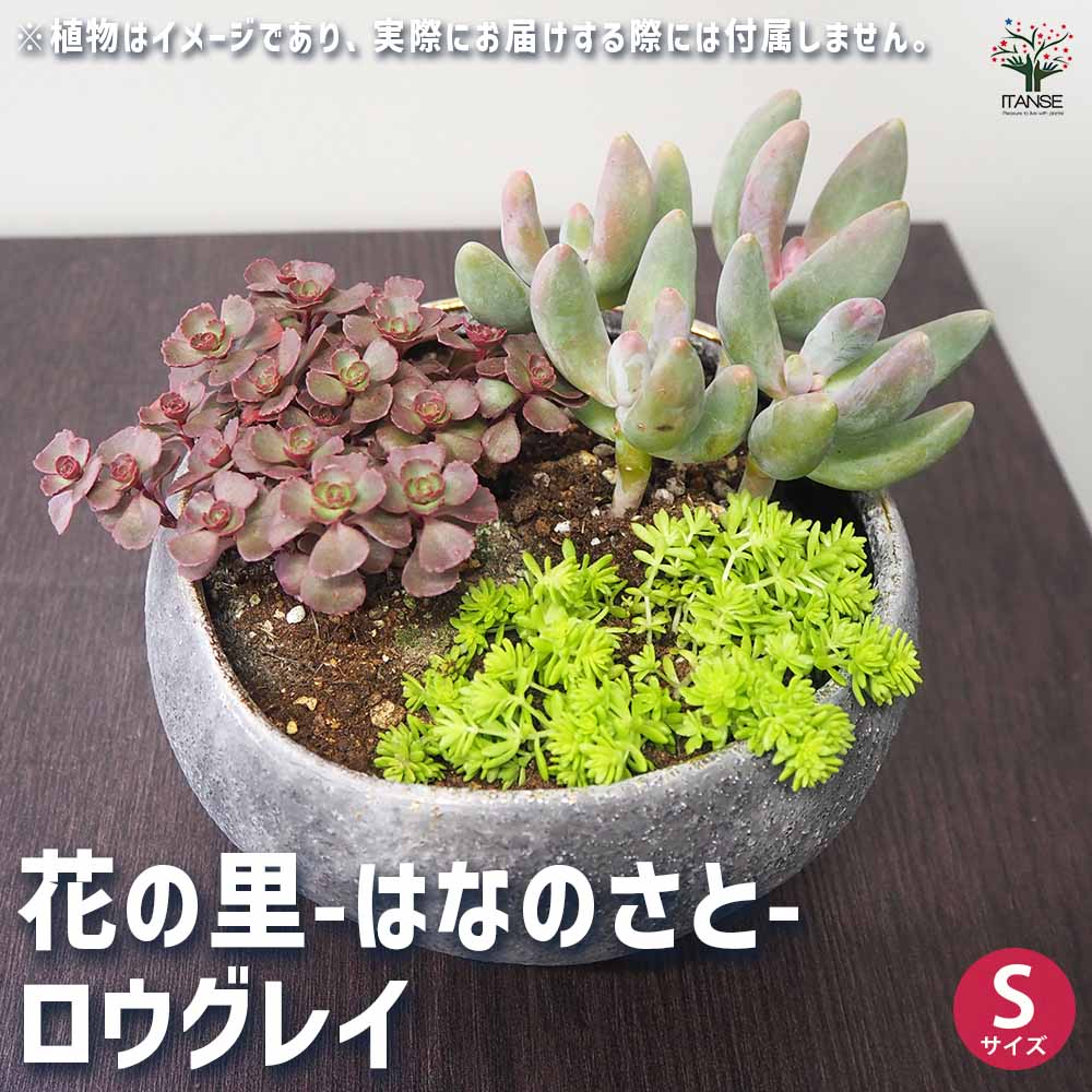 花の里-はなのさと- ロウグレイ 【陶器鉢 S】｜ 【植物のITANSE