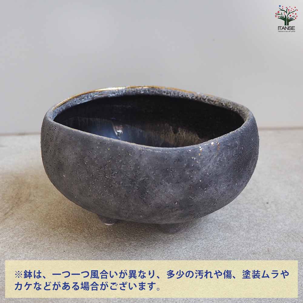 花の里-はなのさと- ロウグレイ 【陶器鉢 S】｜ 【植物のITANSE