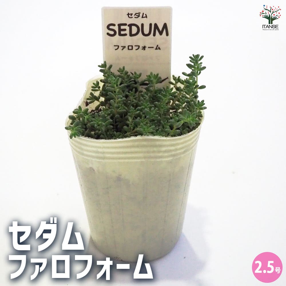 セダム ファロフォーム 【多肉植物 2.5号／1個～】｜ 【植物の 