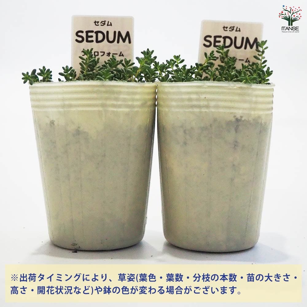 セダム ファロフォーム 【多肉植物 2.5号／1個～】｜ 【植物の