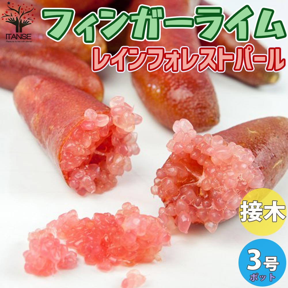 4年生　フィンガーライム接木苗／レインフォレストパール　8号鉢植え　果実収穫直前 4年生 フィンガーライム接木苗／レインフォレストパール 8号ポット