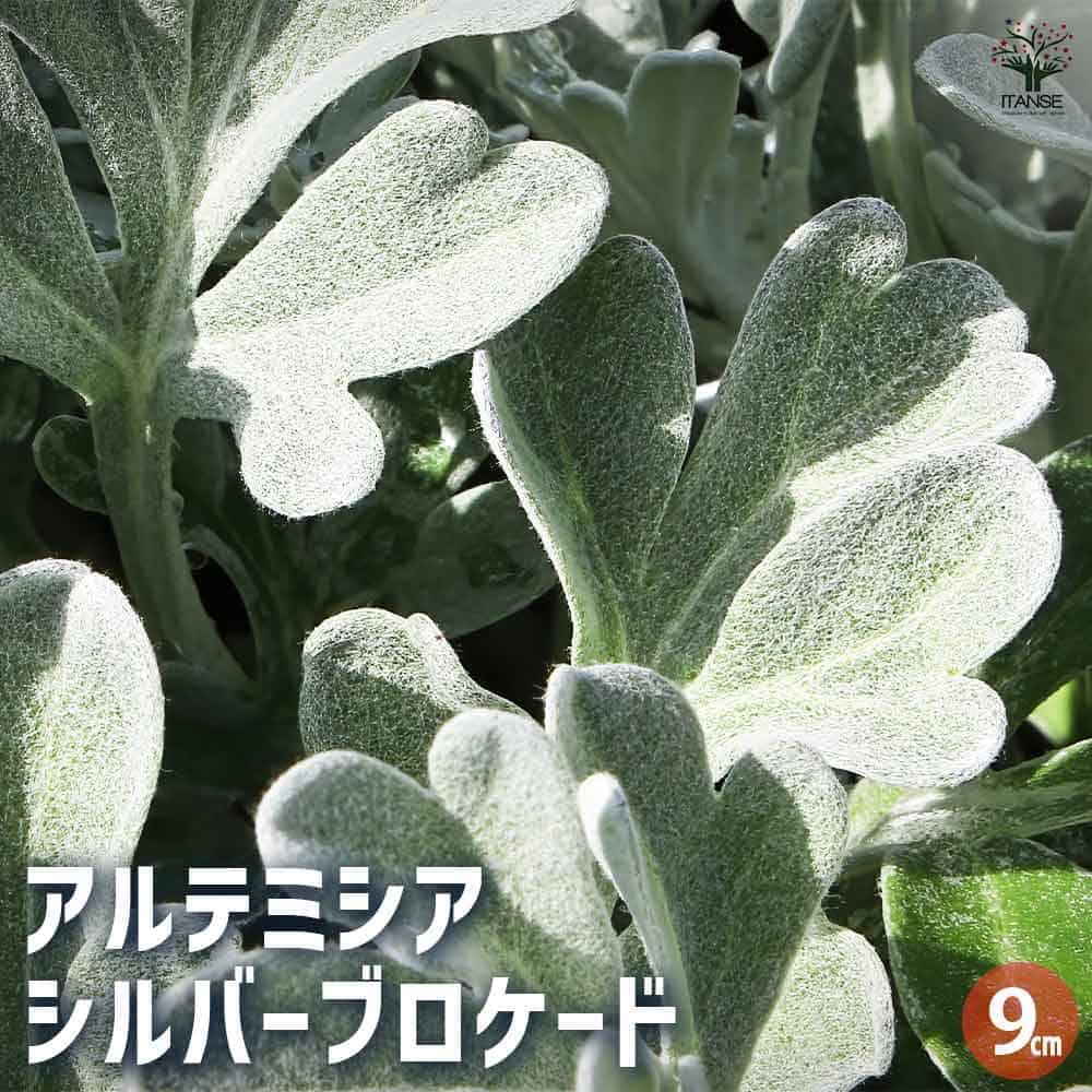 アルテミシア シルバーブロケード2個～ 【花苗 9cmポット】
