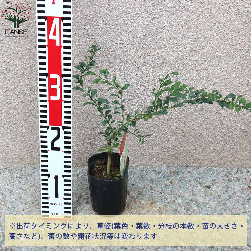 フィンガーライムの苗 レインフォレストパールパール【果樹の苗 9cmポット 1年生 接木苗／1個売り】