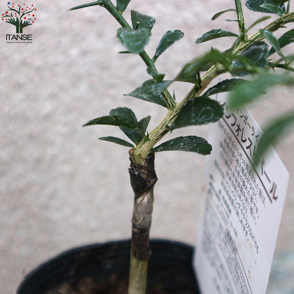 フィンガーライムの苗 レインフォレストパールパール【果樹の苗