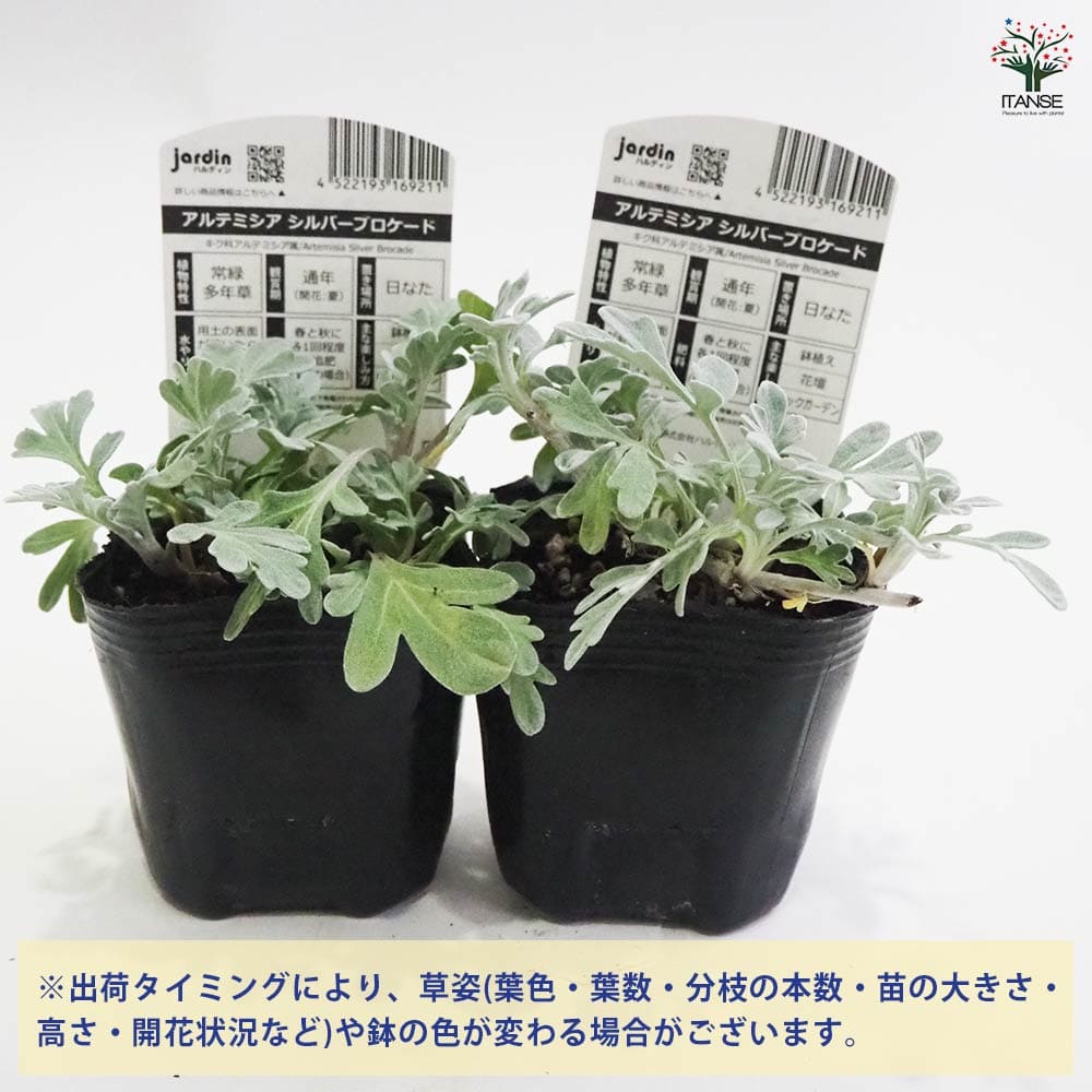 アルテミシア シルバーブロケード2個～ 【花苗 9cmポット】