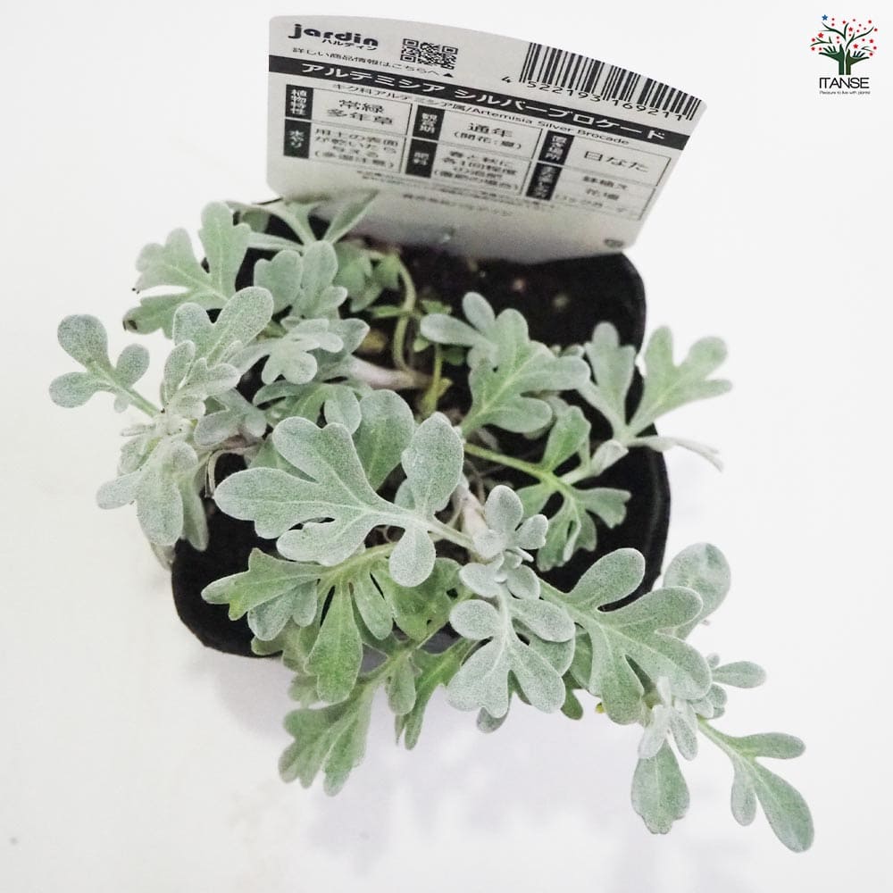 アルテミシア シルバーブロケード2個～ 【花苗 9cmポット】