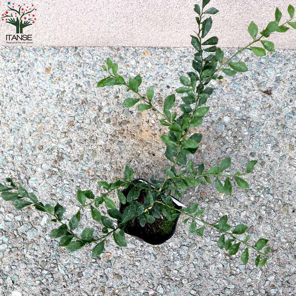 フィンガーライムの苗 レインフォレストパールパール【果樹の苗 9cmポット 1年生 接木苗／1個売り】