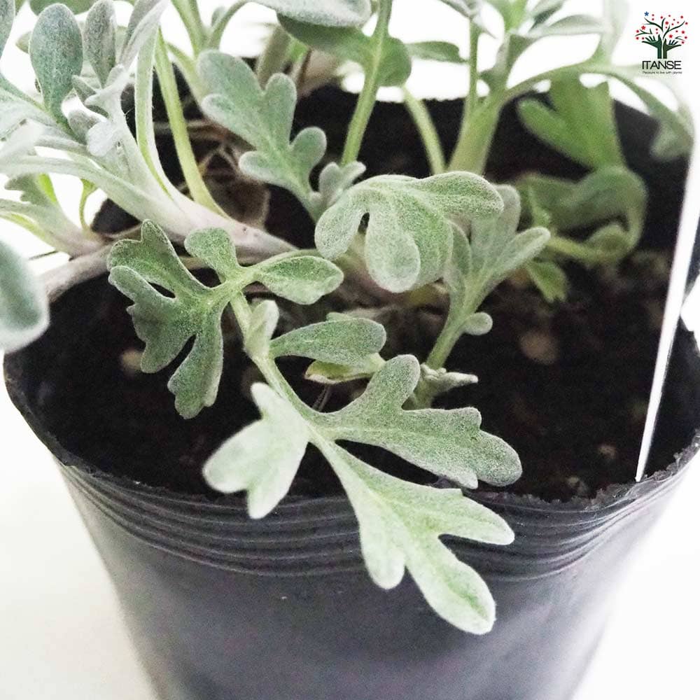 アルテミシア シルバーブロケード2個～ 【花苗 9cmポット】