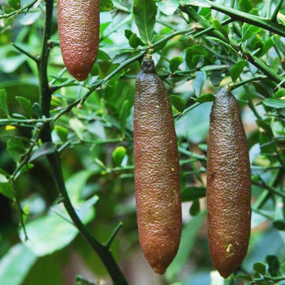 フィンガーライムの苗 レインフォレストパールパール【果樹の苗 9cmポット 1年生 接木苗／1個売り】