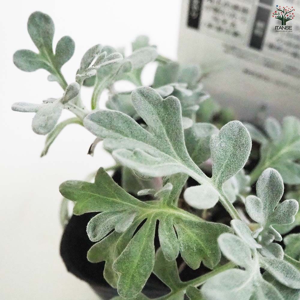 アルテミシア シルバーブロケード2個～ 【花苗 9cmポット】