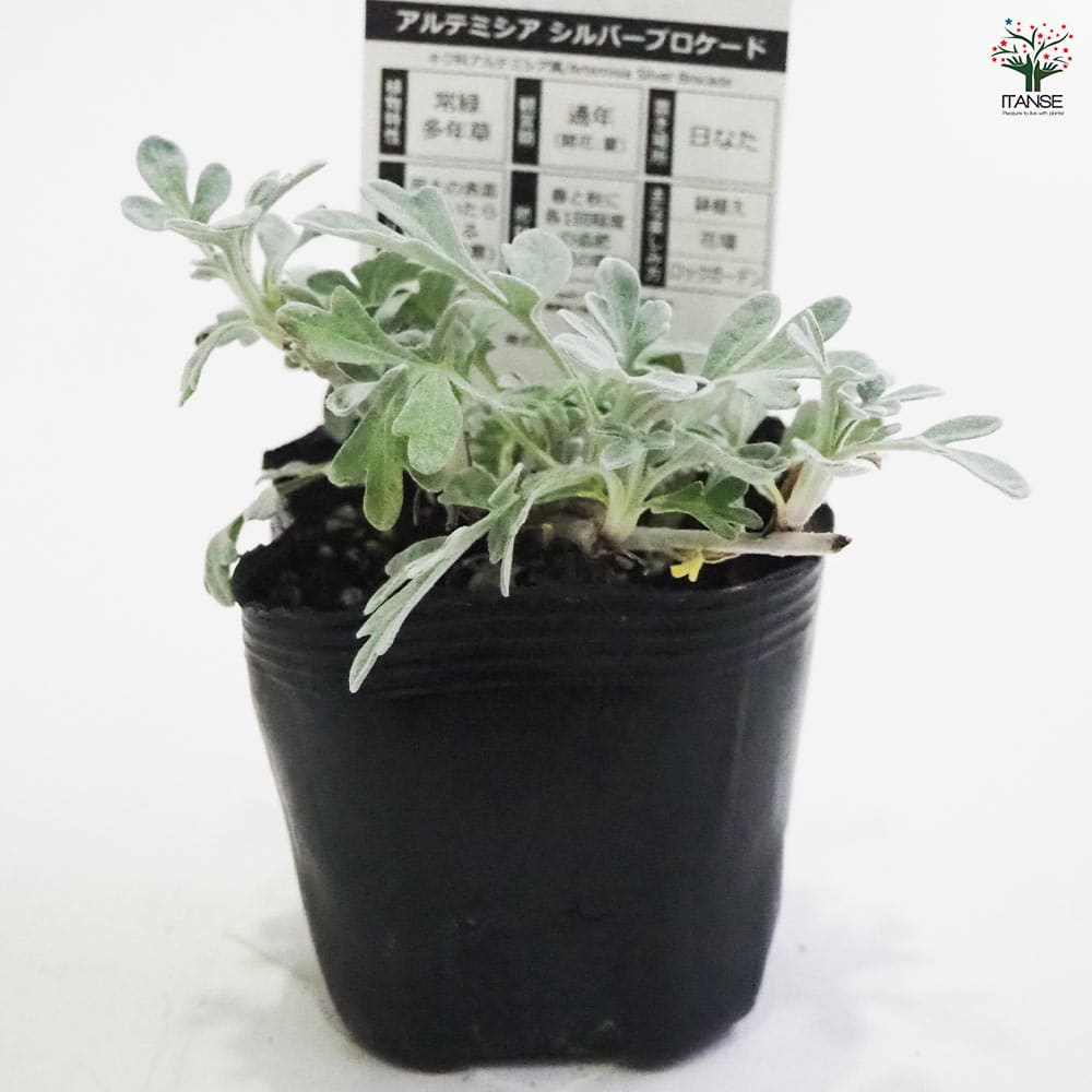 アルテミシア シルバーブロケード2個～ 【花苗 9cmポット】