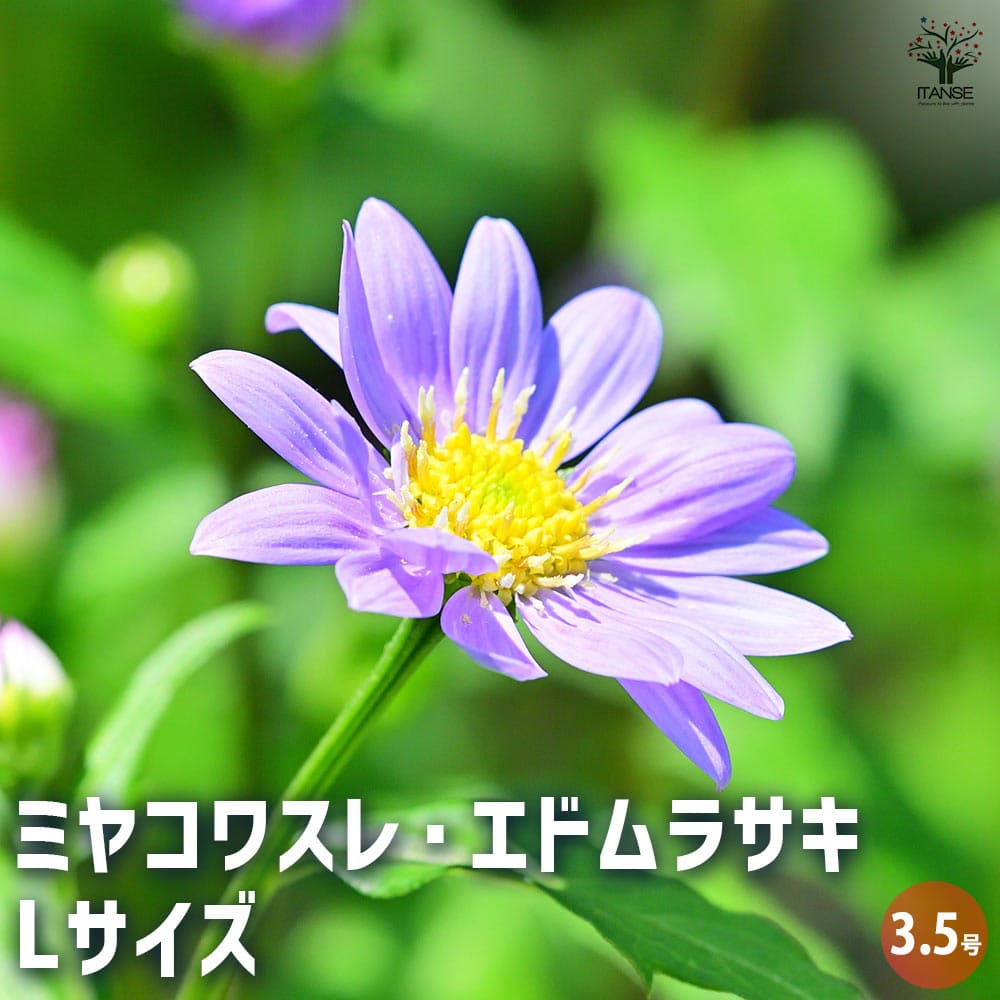 都忘れ(ミヤコワスレ) エドムラサキLサイズ 【花苗 3.5号】｜ 【植物の