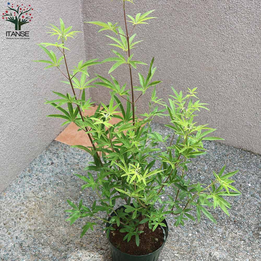 セイヨウニンジンボク ホワイト【庭木 6号鉢／1個売り】｜ 【植物の