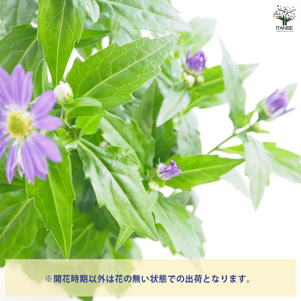 都忘れ(ミヤコワスレ) エドムラサキLサイズ 【花苗 3.5号】｜ 【植物の