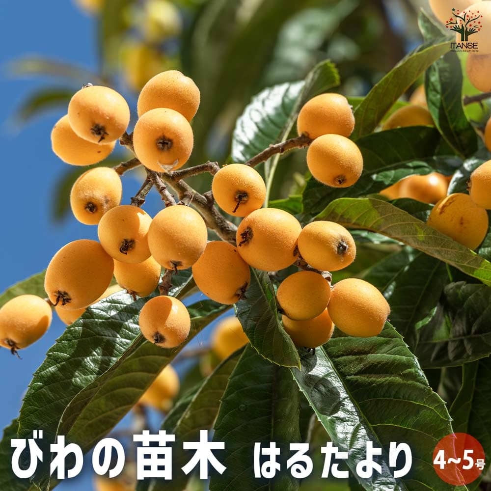 枇杷(びわ)の苗木 はるたより 【果樹の苗木 4号／1個売り】｜ 【植物の