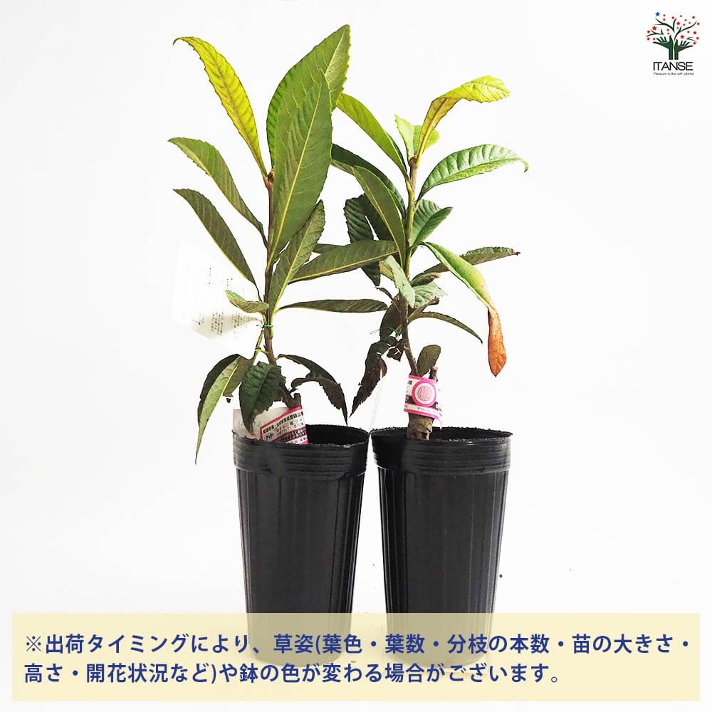 枇杷(びわ)の苗木 はるたより 【果樹の苗木 4号／1個売り