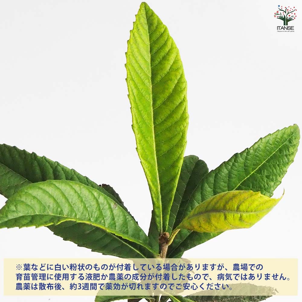 天然＊野生【枇杷＊枇杷の木＊大きめ苗木】枇杷の葉は薬効成分多し/風水/縁起木 ビワの葉の恵み 身体を労る、効果と活用法。