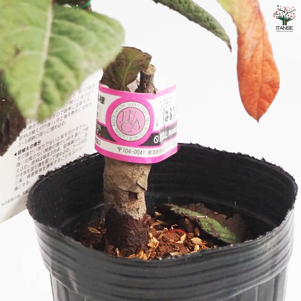 枇杷(びわ)の苗木 はるたより 【果樹の苗木 4号／1個売り】｜ 【植物の