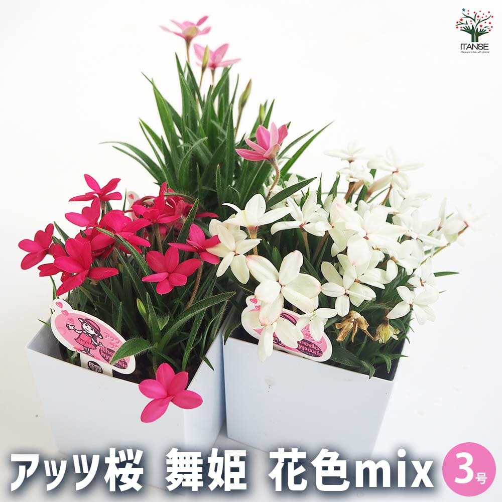 花 アッツ桜 舞姫 花色mix 【花苗 3号】| 【植物のITANSE