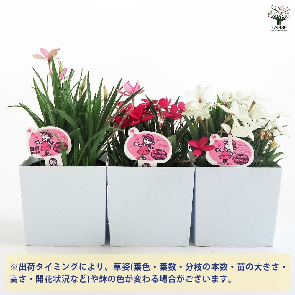 ANA 東北フラワージェット レアグッズセット アッツ桜 舞姫 花色mix 【花苗 3号】｜ 【植物のITANSE】全品
