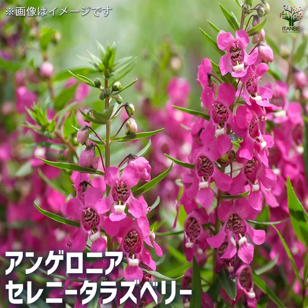 アントニーニ　 　　花 ザ・ファームセレクト]アンゲロニア：セレニータ ミックス植え4