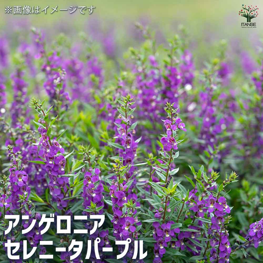 アンゲロニア セレニータシリーズ 【花苗 3.5号】｜ 【植物の